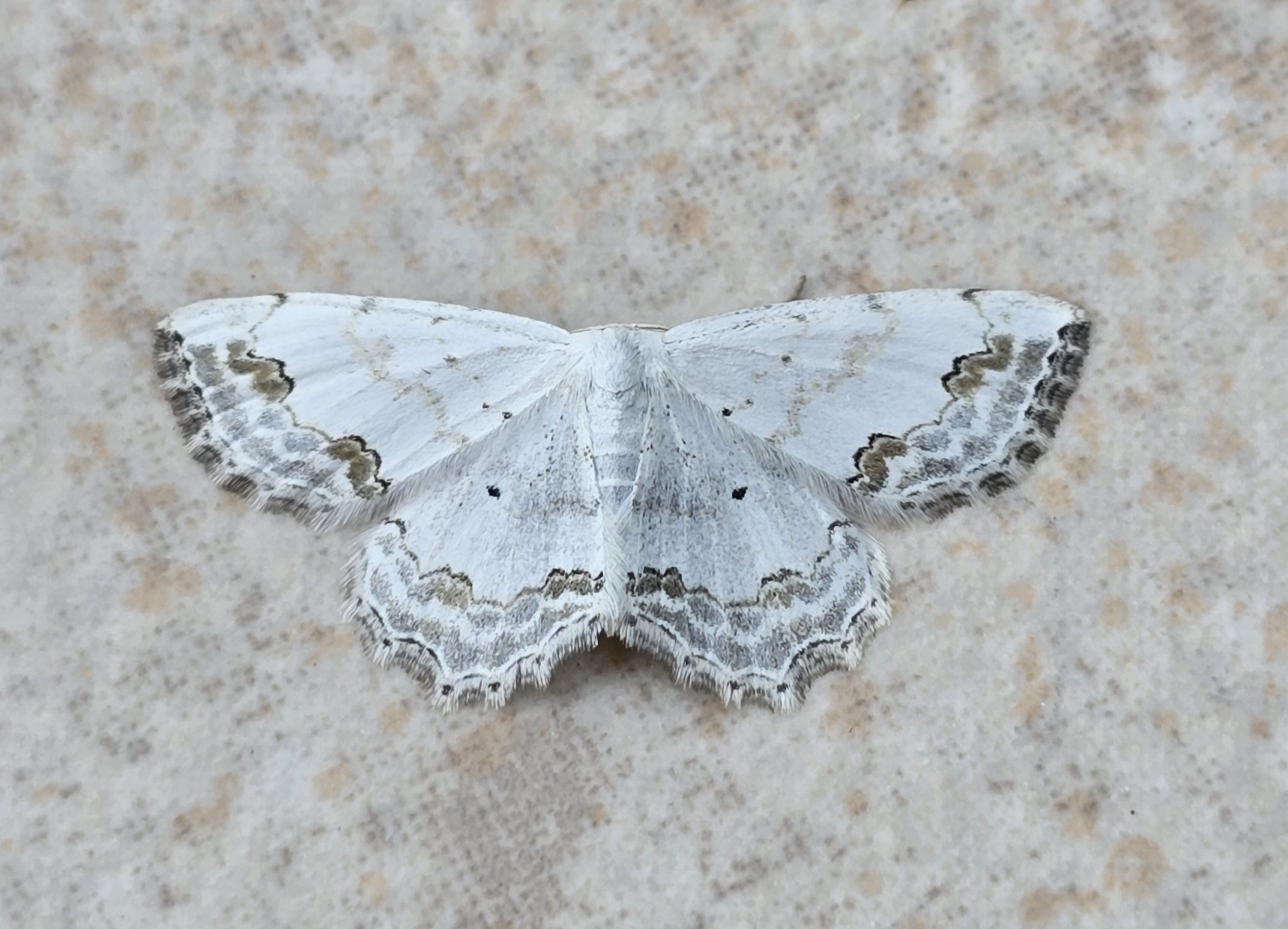 Photo of Lace Border (Scopula ornata)